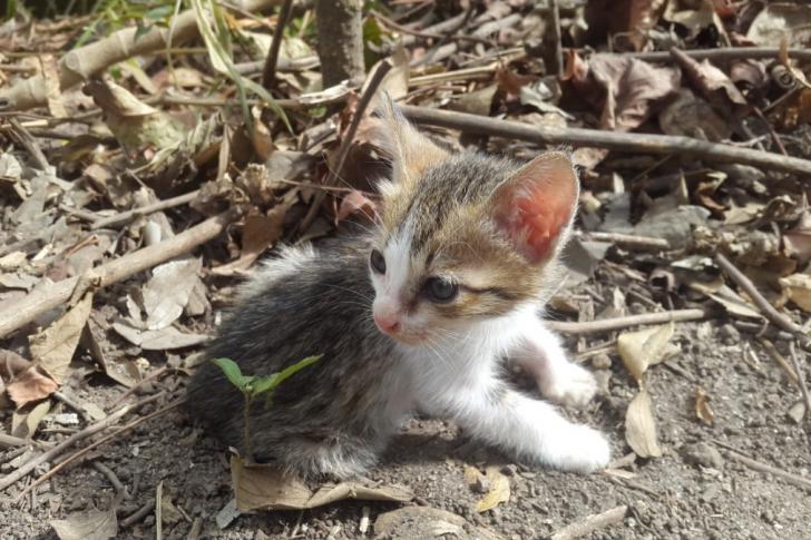 Toba Cats garden