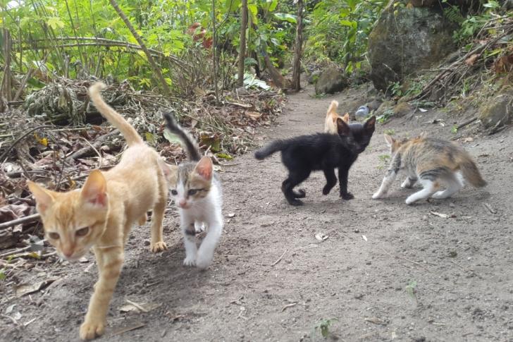 toba cats garden