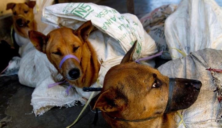 Daging Anjing diperjual belikan