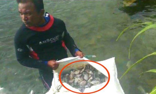 holmes hutapea tunjukkna temuan limbah bangkai ikan aquafarm