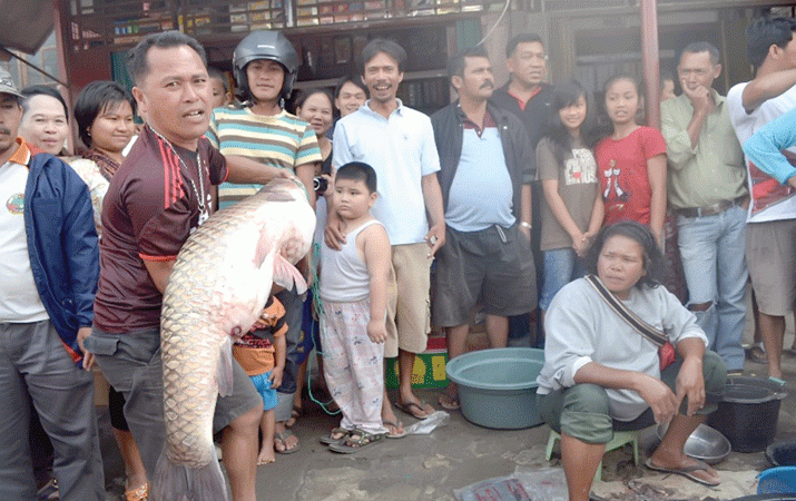 ikan ihan terbesar yang pernah di temukan warga porsea