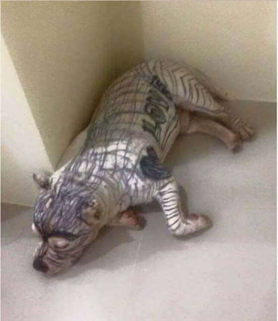 Lukisan Anjing