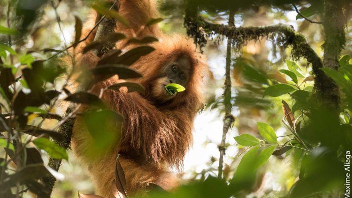 Orangutan Tapanuli memakan daun di atas pohon.