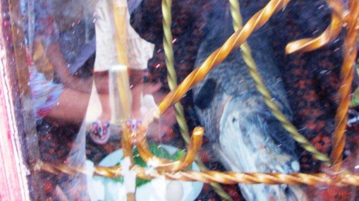 ritual ikan raksasa riau