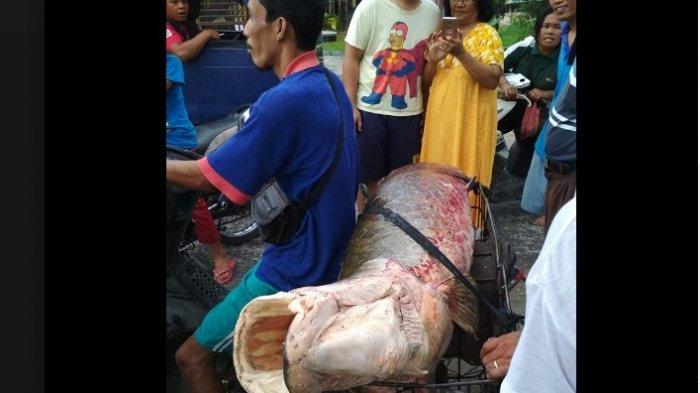 ikan arapaima riau