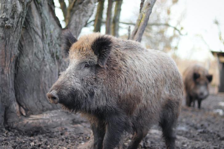 Babi Aili