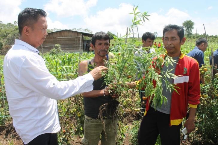 lahan ganja