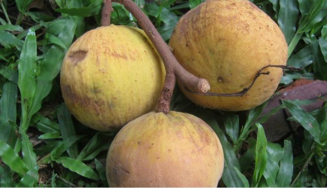 Sotul, sentul atau buah kecapi