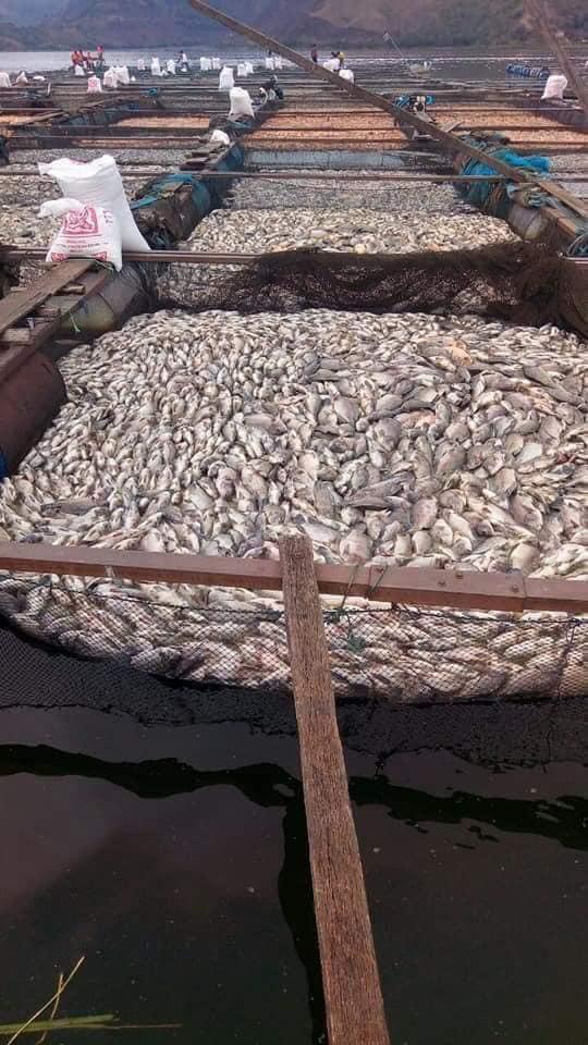 ikan mengapung di keramba danau toba