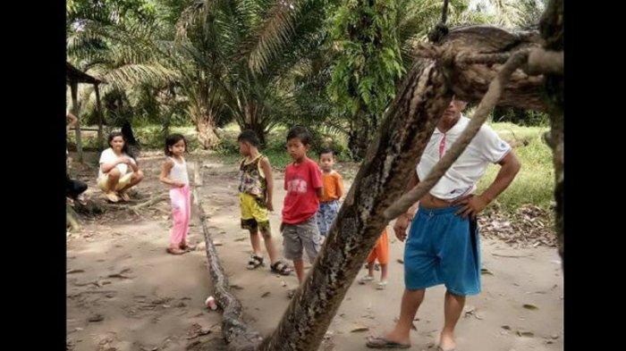 giant python snake captured by villagers
