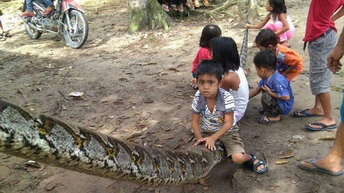 ular piton raksasa dipermainkan warga