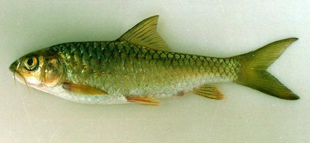 Ikan ihan Batak