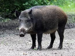 Babi Hutan