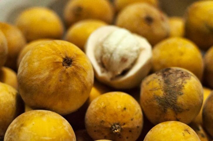 sotul buah kecapi