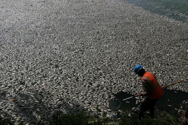 bangkai ikan di danau toba