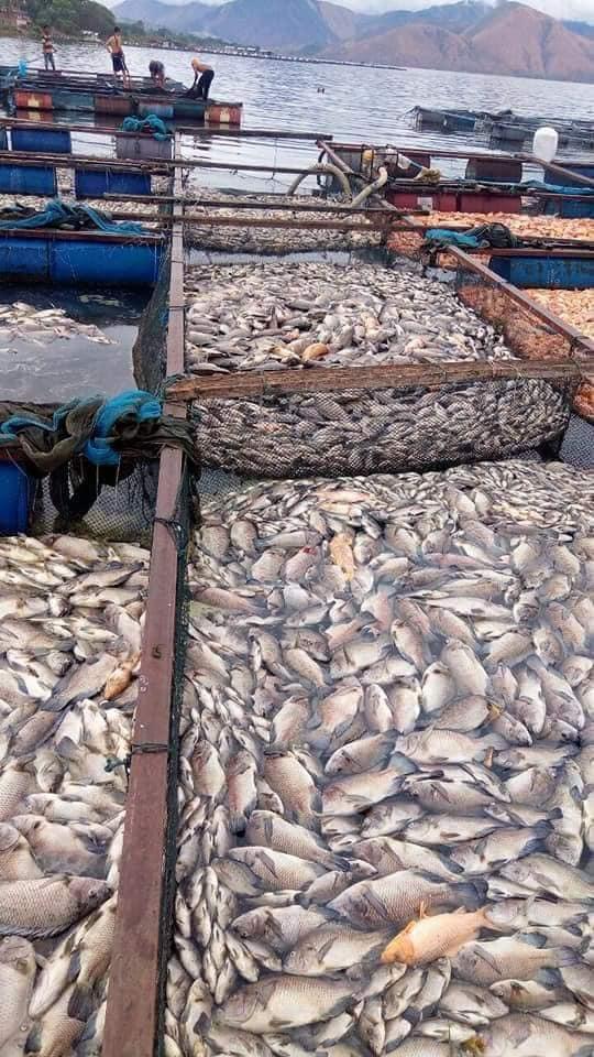 ikan mati di danau toba