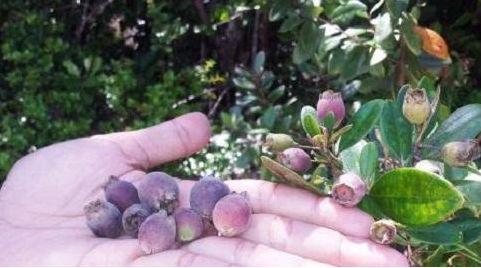 Ini Dia Buah  buah  Khas Batak yang Populer di Masa Kecilmu 