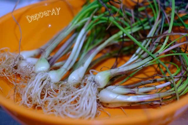 Bawang Batak
