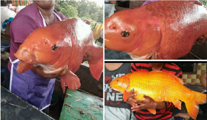 ikan mas raksasa danau toba