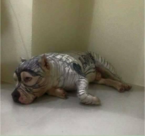 Anjing