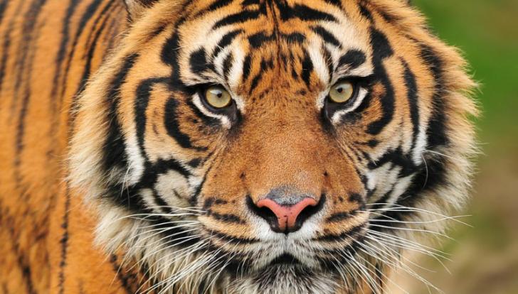 Penjual Kulit Harimau  Sumatera Divonis 2 Tahun Penjara 