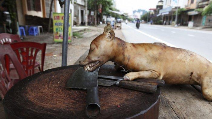 Tradisi Orang Batak Makan Daging  Anjing Bermula dari 